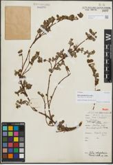Foto von Salix polyadenia Hand.-Mazz.